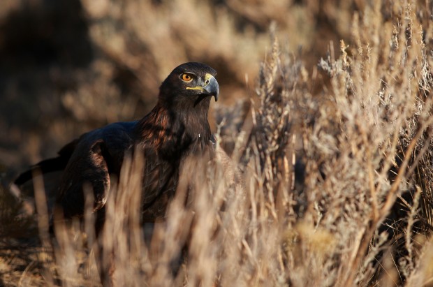 Falconry